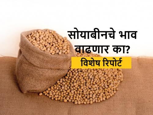 Soyabean Market Price: Increased soybean oil extraction and soy meal export in India | Soybean Market: सोयाबीनचे गाळप वाढले; शेतकऱ्यांना मिळणार का दराचा दिलासा?