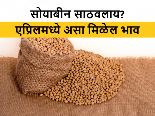 know future soybean market price in month of April for latur and Maharashtra market | सोयाबीन साठवताय? दोन महिन्यांनी सोयाबीनचे बाजारभाव कसे असतील? जाणून घ्या