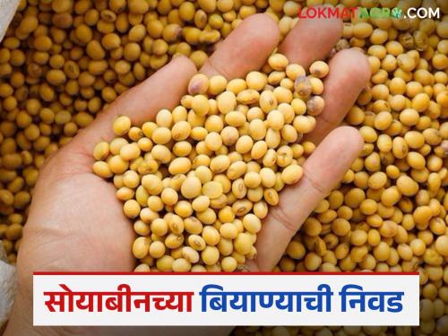 Why should germination test be done when selecting seeds for soybean sowing? Learn in detail | सोयाबीन पेरणीसाठी बियाणे निवडताना उगवण क्षमता तपासणी का करावी? जाणून घ्या सविस्तर