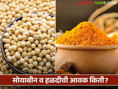 Soybean Halad Market : Inflow of soybeans and turmeric decreased; Rates will not increase | Soybean halad Market : सोयाबीन व हळदीची आवक झाली कमी; दर काही केल्या वाढेनात