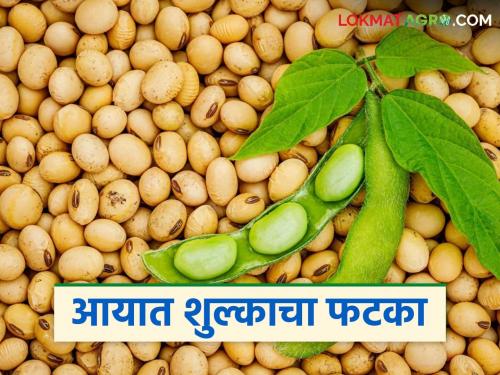 latest news Soybean Market: Government policy shattered the 'dream of soybean price hike'; Read the reason in detail | Soybean Market: शासन धोरणाने 'सोयाबीन दरवाढीचे स्वप्न' मोडलं; काय आहे कारण वाचा सविस्तर