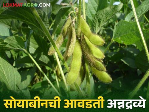 Increase soybean crop yield by providing proper nutrients | सोयाबीन पिकाला आवडणारी अन्नद्रव्ये कोणती अन् ती कशी द्यावी?