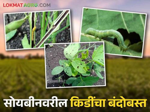 how to control stem fly and Girdle beetle pests in soybean | Soybean Pest Management: खोडमाशी व चक्रभुंगा यांपासून सोयाबीनला वाचविण्याचे सोपे उपाय