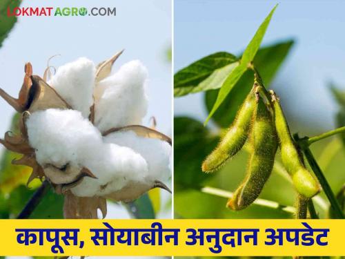 Kapus Soybean Anudan : Confusion among farmers for cotton, soybean subsidy now come this new condition | Kapus Soybean Anudan : कापूस, सोयाबीन अनुदानासाठी शेतकऱ्यांमध्ये संभ्रम आता ही नवीन अट