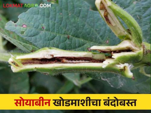 Soybean Khodmashi : Follow this easy solution to control of soybean stem fly | Soybean Khodmashi : सोयाबीन खोडमाशीचा बंदोबस्त करण्यासाठी करा हे सोपे उपाय