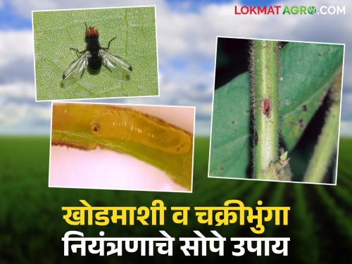 latest news Soybean Crop Protection : Important for farmers: Learn about soybean stem borer and cyclone control measures | Soybean Crop Protection : शेतकऱ्यांसाठी महत्वाचे : सोयाबीन खोडमाशी, चक्रीभुंगा नियंत्रणाचे उपाय जाणून घ्या