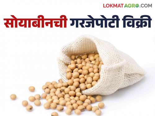 Soybean Market: Record arrival of soybeans in Latur's market committee; General rates do not increase | Soybean Market : लातूरच्या बाजार समितीत सोयाबीनची विक्रमी आवक ; सर्वसाधारण दर वाढेना