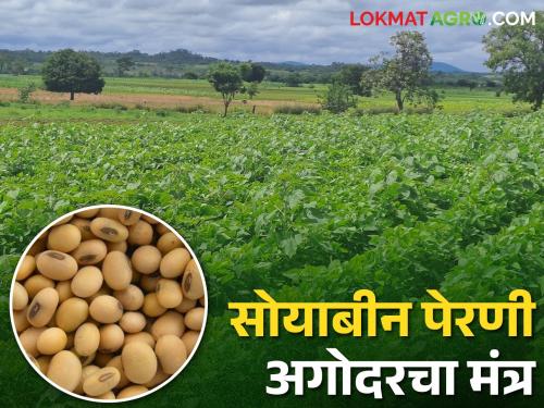 Soybean Sowing; Farmers who are sowing soybeans should do this otherwise there may be damage | Soybean Sowing शेतकऱ्यांनो सोयबीन पेरताय हे करा नाहीतर होऊ शकते नुकसान