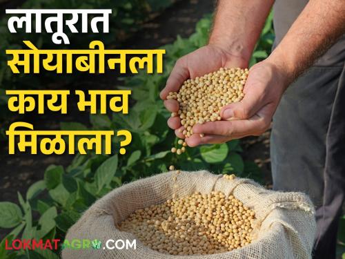 Latest News 08 may 2024 Todays Soybean Market Price In maharashtra market yards | Soybean Market : केवळ 'याच' बाजार समितीत सोयाबीनला हमीभाव, आज कुठे काय दर मिळाला? 