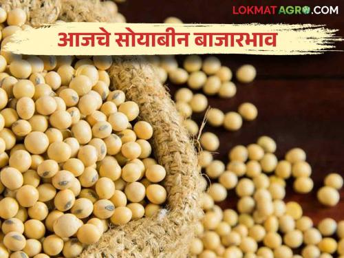 Soybean Bajar Bhav: Maximum arrival of soybeans in Mumbai market; Read the price in detail | Soybean Bajar Bhav : लातुरच्या बाजारात सोयाबीनची सर्वाधिक आवक ; काय भाव मिळाला ते वाचा सविस्तर