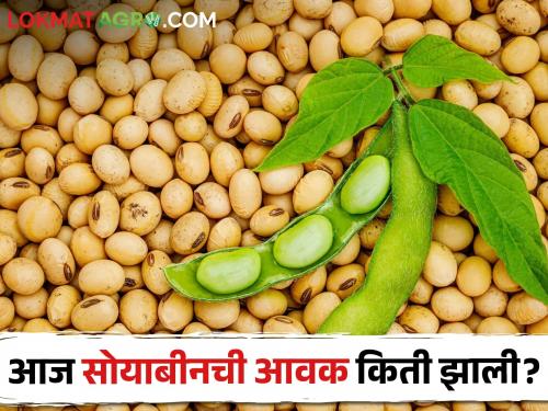 Latest News Inflow of 13 thousand 230 quintals of soybeans in market yards, check market price | Soybean Market : पिवळ्या सोयाबीनची सर्वाधिक आवक, भाव काय मिळाला? वाचा सविस्तर