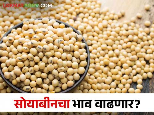 Soybean Market: The inward of soybeans has increased now.. When will the price go up to 5000? | Soybean Market: सोयाबीनची आवक वाढली आता.. भाव ५ हजारांवर कधी जाणार?