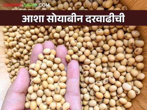 Soybean Market: Hopes of Soybean Price Increase; Let's find out the price in detail | Soybean Market : सोयाबीन दरवाढीच्या आशा पल्लवीत; काय मिळाला दर जाणून घेऊया सविस्तर