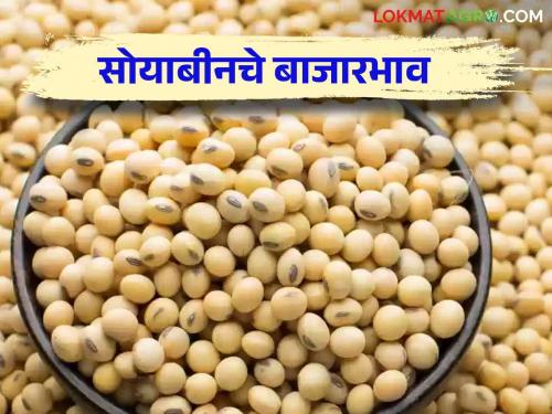 Soybean Market Update: Soybean arrival is highest in Niphad market; Read in details | Soybean Market Update : निफाडच्या बाजारात सोयाबीनची आवक सर्वाधिक; काय मिळाला 'दर' वाचा सविस्तर