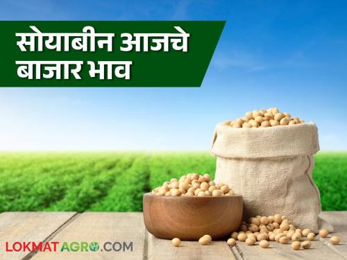 Soybean Market Update: Maximum arrival of soybeans in Karanja market; Read the price in detail | Soybean Market Update : कारंजा बाजारात सोयाबीनची सर्वाधिक आवक; काय मिळाला भाव वाचा सविस्तर