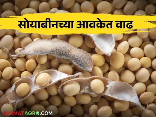 Soybean Bajar Bhav : How did the Barshi Bazaar Committee get a huge supply of soybeans? | Soybean Bajar Bhav : बार्शी बाजार समितीत सोयाबीनची मोठी आवक कसा मिळाला दर