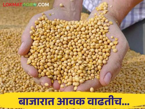 Soyabean Market: Inflows into the market continue to increase; Will soybean prices fall further? | Soyabean Market : बाजारात आवक वाढतीच; सोयाबीनच्या दरात आणखी घसरण होणार का?