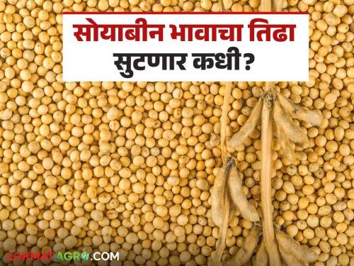 Soybean Hamibhav Kendra : Soybean Hami Bhav Kendra in Marathwada situation read in details | Soybean Hamibhav Kendra : मराठवाड्यातील विविध हमीभाव केंद्रात काय परिस्थिती आहे ते जाणून घेऊयात सविस्तर