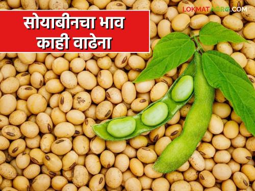 Even though the Soybean Market season is over, the price of soybeans does not increase; Inflows to the market also slowed down | Soybean Market हंगाम संपला तरी सोयाबीनचा भाव काही वाढेना; बाजारात आवकही मंदावली