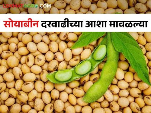 Soybean Market Inflow of soybeans is increasing in the market; As there is no rate, farmers are still worried | Soybean Market बाजारात सोयाबीनची आवक वाढतेय; दर नसल्याने शेतकऱ्यांची चिंता कायम