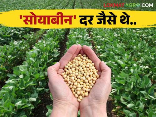 Soybean Market Rate: Even after Diwali, soybean prices were the same! Read where the price of soybeans is getting | Soybean Market Rate : दिवाळीनंतर सुद्धा सोयाबीन दर जैसे थे! वाचा कुठे किती मिळतोय सोयाबीनला भाव