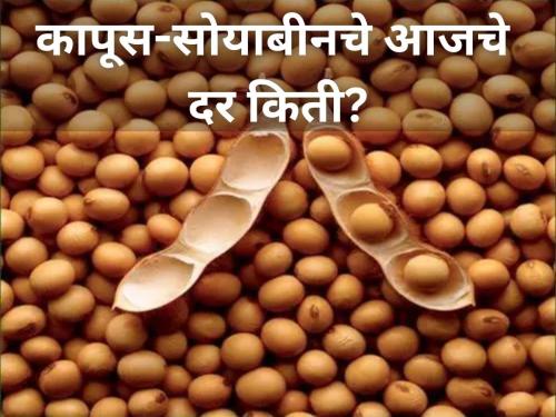 maharashtra soybean cotton rates price market yard diwali festival | सोयाबीन-कापसाला बाजारात किती मिळतोय दर? जाणून घ्या