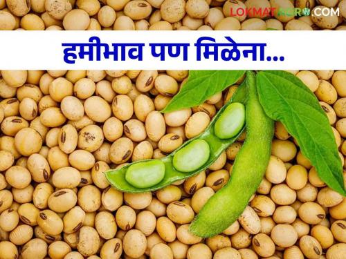 Soybean Market: Market Incoming of soybeans increased; Will the market price rise? | Soybean Market: सोयाबीनची आवक वाढली; बाजारभाव वाढेल का?