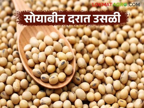 latest news Soybean Market: Soybean prices surge; Read the price of gold for old soybeans in detail | Soybean Market : सोयाबीन दरात उसळी; जुन्या सोयाबीनला सोन्याचा भाव वाचा सविस्तर