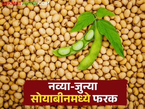 Soybean Market Update: Farmer's question: Why discrimination between new and old soybeans? | Soybean Market Update : शेतकऱ्यांचा सवाल : नव्या-जुन्या सोयाबीनमध्ये भेदभाव का?