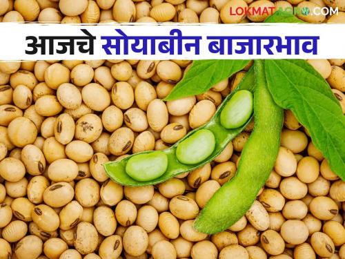 Soybean Market Update: Maximum arrival of soybeans in Jalana Market Committee; Read the price in detail | Soybean Market Update : जालना बाजार समितीध्ये सोयाबीनची सर्वाधिक आवक; काय मिळाला भाव वाचा सविस्तर