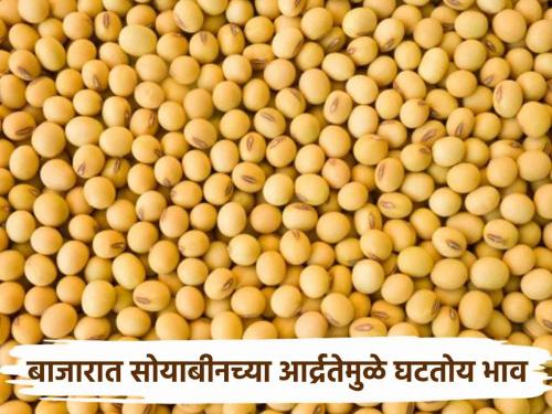 Soyeban Market: Soybean increased but price guaranteed recently; Mildness in rate due to high humidity | Soyeban Market : सोयाबीन वधारले तरी हमीभावाच्या अलीकडेच; आर्द्रता जास्त असल्याने दरामध्ये नरमाई