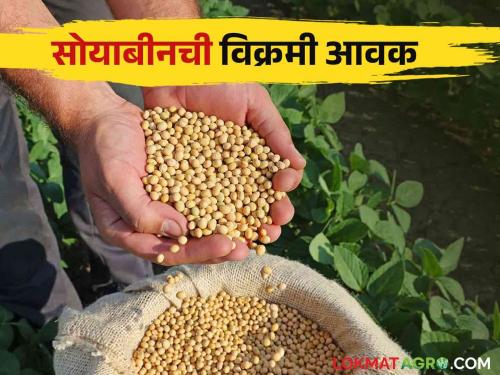 Soybean Market: Nine thousand quintals of soybeans in Karanja market | Soybean Market : कारंजा बाजारात सोयाबीनची नऊ हजार क्विंटल आवक; काय मिळाला दर ते वाचा सविस्तर