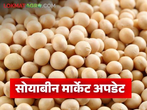 latest news Soybean Market Update: Soybean arrivals in the market have increased; Read in detail how prices are being obtained | Soybean Market Update : बाजारात वाढली सोयाबीनची आवक; कसा मिळतोय दर ते वाचा सविस्तर