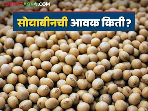 Soybean Bajar Bhav : What is the arrival of soybeans in Latur market; Read the price in detail | Soybean Bajar Bhav : लातूरच्या बाजारात सोयाबीनची आवक किती; काय मिळाला भाव ते वाचा सविस्तर