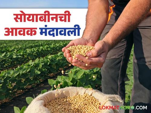 Soybean Bazaar Bhav: Soybean arrivals in the market have slowed down; Read the details of what was received and the price | Soybean Bajar Bhav: बाजारात सोयाबीनची आवक मंदावली; काय मिळाला दर ते वाचा सविस्तर