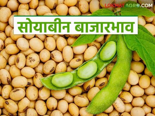 latest news Soybean Market Update: Big fluctuations in soybean market prices; Will farmers get relief? Read in detail | Soybean Market Update : सोयाबीन बाजारभावात मोठे चढ-उतार; शेतकऱ्यांना दिलासा मिळणार का? वाचा सविस्तर