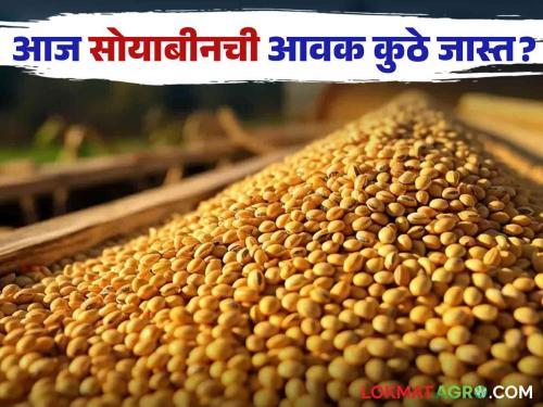 Soybean Bajar Bhav : Yellow Soybean arrival is highest in Latur market; Read more about what you got | Soybean Bajar Bhav : लातुरच्या बाजारात पिवळ्या सोयाबीनची आवक सर्वाधिक; काय मिळाले दर वाचा सविस्तर