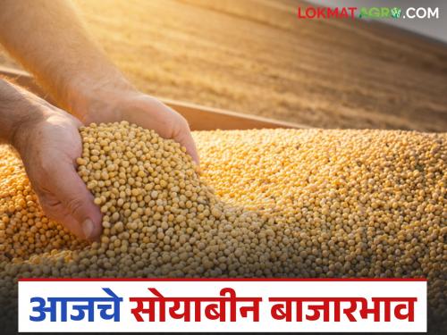 latest news Soybean Market: Today's soybean market price: Arrivals increased, prices stable Read in detail | Soybean Market : आजचे सोयाबीन बाजारभाव : आवक वाढली, दर स्थिर वाचा सविस्तर