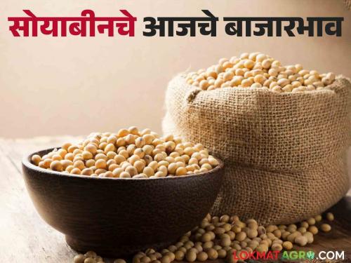 Soybean Bajar Bhav : Highest arrivlas of Soybean in Jalna Bazaar Samiti | Soybean Bajar Bhav : जालना बाजार समितीमध्ये सोयाबीनची सर्वाधिक आवक; काय मिळाला भाव ते वाचा सविस्तर