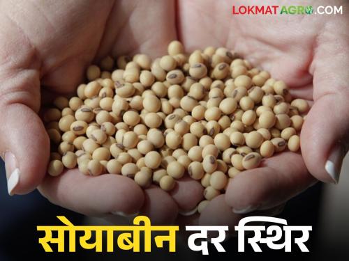 latest news Soybean Market: Soybean prices remain stable in Latur market; Read details of arrivals | Soybean Market : लातूर बाजारात सोयाबीनचा दर स्थिरच; आवक किती वाचा सविस्तर
