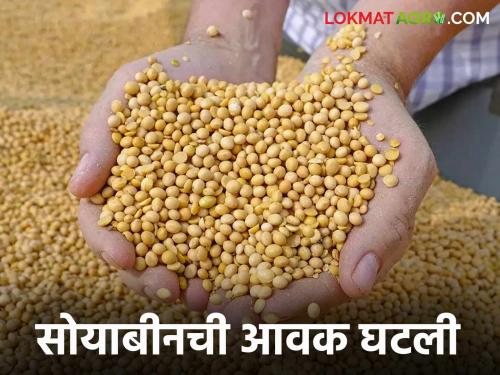 Soybean Bajar Bhav : How much is the arrivals of Soybean in latur market? Read in detail | Soybean Bajar Bhav : सोयाबीनच्या माहेर घरात किती झाली आवक ; काय मिळाला दर ते वाचा सविस्तर