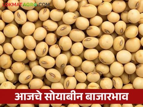 Soybean Bajar Bhav : Highest arrival of soybeans in Dhad market | Soybean Bajar Bhav : धाडच्या बाजारात सोयाबीनची सर्वाधिक आवक; काय मिळाला भाव ते वाचा सविस्तर