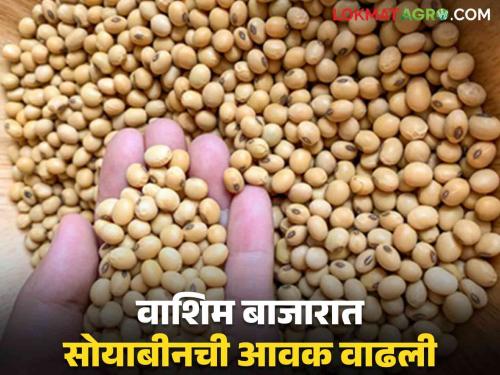 Soybean Bajar Bhav : Market demand for seed quality soybeans; Read the price in detail  | Soybean Bajar Bhav : 'सीड क्वॉलिटी' सोयाबीनला बाजारात मागणी; काय मिळतोय भाव ते वाचा सविस्तर 