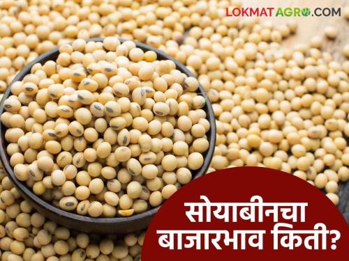 Soybean Bajar Bhav: Universal arrival of soybeans in Amravati market; Read the detailed price of what you got | Soybean Bajar Bhav : सोयाबीनची सार्वाधिक आवक अमरावतीच्या बाजारात; काय मिळाले भाव ते वाचा सविस्तर