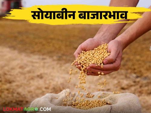 Soybean Bajar Bhav : Highest Soybean arrivals 16458 quintals; Read the detailed rate of what is available | Soybean Bajar Bhav : सोयाबीनची सर्वाधिक आवक १६४५८  क्विंटल ; काय मिळतोय दर ते वाचा सविस्तर