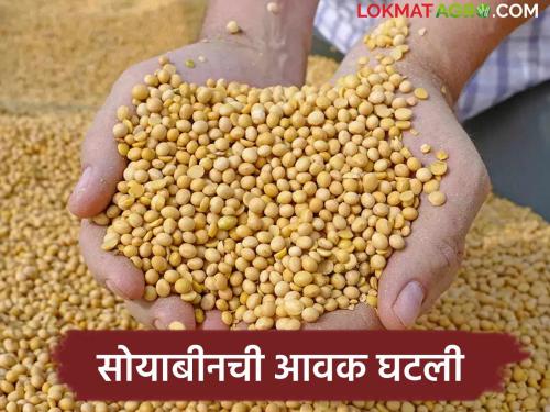 Soybean Bajar Bhav : What is the arrival of soybeans in the market ; Read the price in detail | Soybean Bajar Bhav : बाजारात सोयबीनची आवक किती; काय मिळतोय भाव ते वाचा सविस्तर