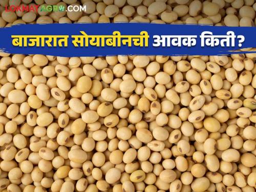 Soybean Bajar Bhav: Highest arrival of soybeans in Latur market | Soybean Bajar Bhav : लातूरच्या बाजारात सोयाबीनची सर्वाधिक आवक; काय मिळाला दर ते वाचा सविस्तर