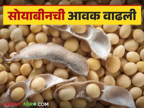 Soybean Bajar Bhav : Soybean arrivals increased in this market; Price is getting good read in detail | Soybean Bajar Bhav : सोयाबीनची आवक 'या' बाजारात वाढली; भाव मिळतोय चांगला वाचा सविस्तर