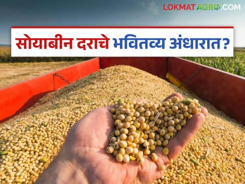 latest news Soybean Market: Impact of falling prices; Decrease in soybean arrivals in the market Read in detail | Soybean Market : पडत्या भावाचा फटका; बाजारात सोयाबीनच्या आवकेत घट वाचा सविस्तर