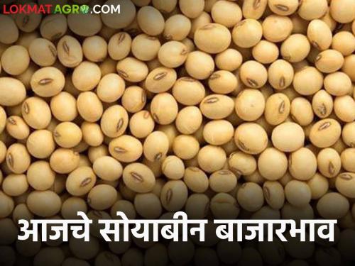 Soybean Bajar Bhav : Arrivals of soybeans in the market decreased; Read in detail what you got | Soybean Bajar Bhav : बाजारात सोयाबीनची आवक घटली; काय मिळाला दर ते वाचा सविस्तर